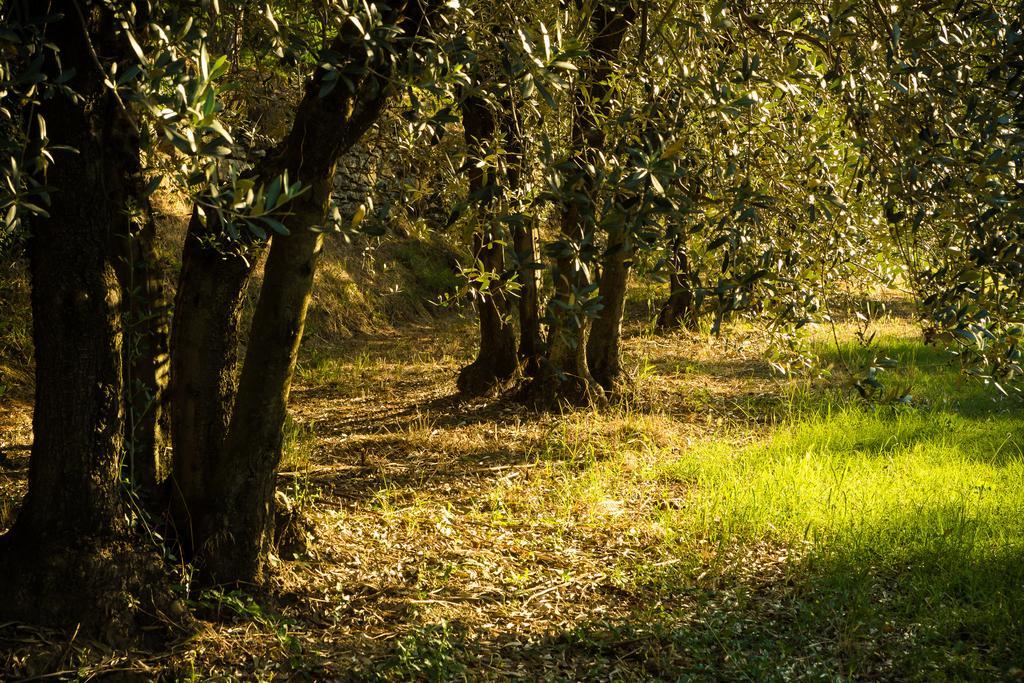 Podere Poggio Mendico Βίλα Αρέτσο Εξωτερικό φωτογραφία