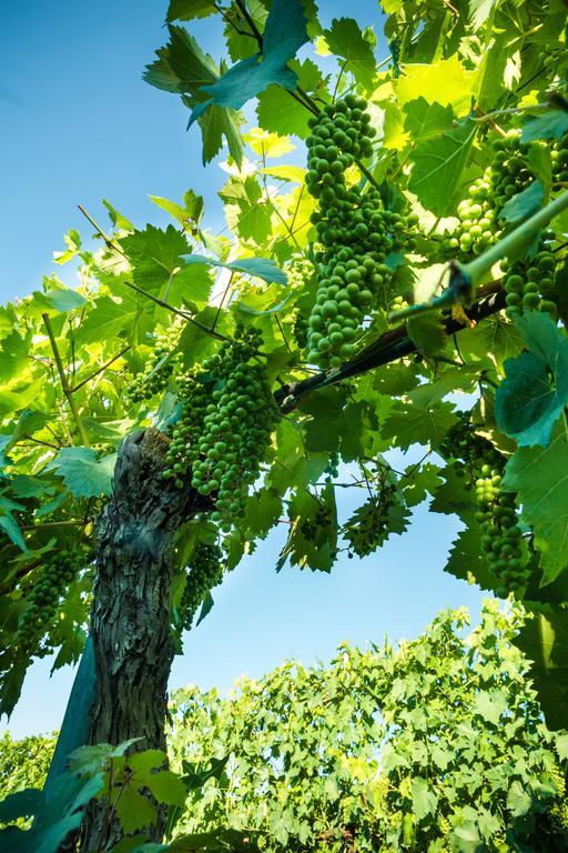Podere Poggio Mendico Αρέτσο Εξωτερικό φωτογραφία